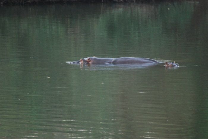 hipopotamos boubatour senegal